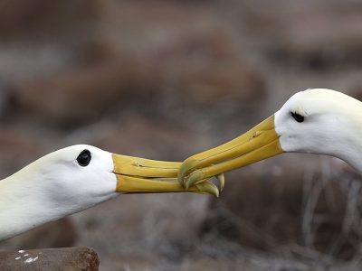 phoca_thumb_l_Albatross