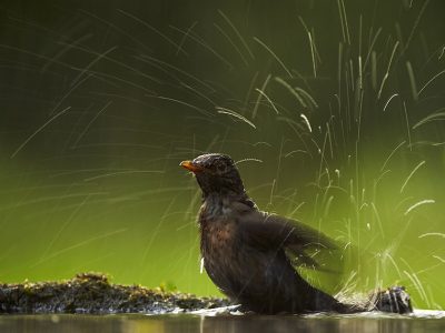 phoca_thumb_l_BND100082