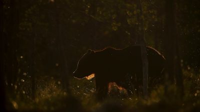 phoca_thumb_l_Bjrn_i_gullys_sen_kveld