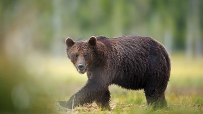 phoca_thumb_l_Bjrn_lavt_standpunkt