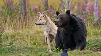 phoca_thumb_l_Bjrn_og_ulv_side_ved_side_kroppet