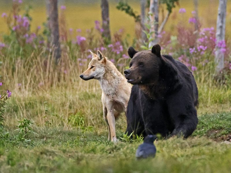 phoca_thumb_l_Bjrn_og_ulv_side_ved_side_kroppet