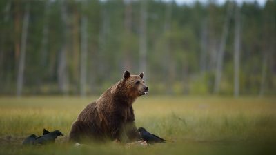 phoca_thumb_l_Bjrn_rekker_tunge