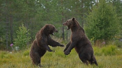 phoca_thumb_l_Bjrnekamp