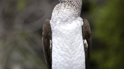 phoca_thumb_l_Blfotsule