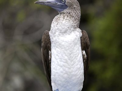 phoca_thumb_l_Blfotsule