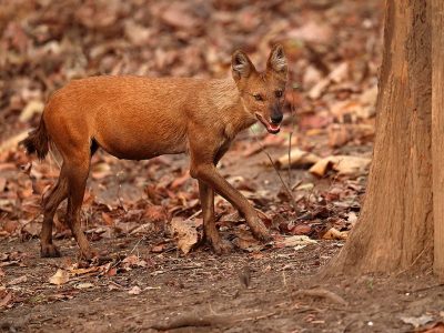 phoca_thumb_l_Dhol_B7A6401