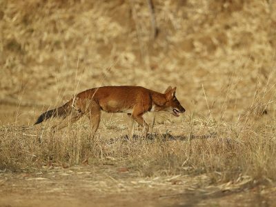 phoca_thumb_l_Dhol_Tadoba