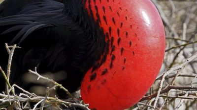 phoca_thumb_l_Fregattfugl