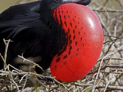 phoca_thumb_l_Fregattfugl
