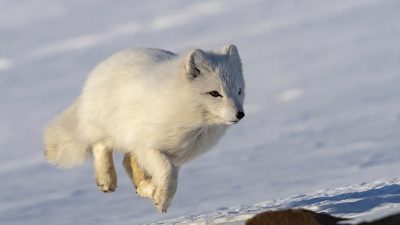 phoca_thumb_l_IMG_1249