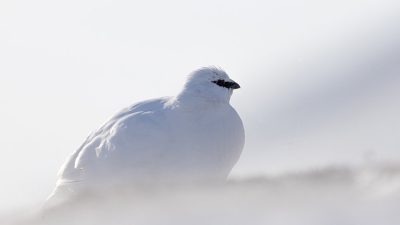 phoca_thumb_l_JPEG-bilde_20