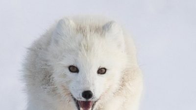 phoca_thumb_l_JPEG-bilde_25