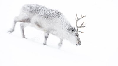 phoca_thumb_l_JPEG-bilde_5