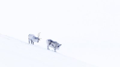 phoca_thumb_l_JPEG-bilde_53