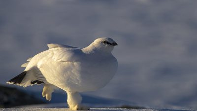 phoca_thumb_l_JPEG-bilde_55