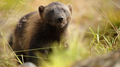 phoca_thumb_l_Jerv_Villmarksliv_nrbilde