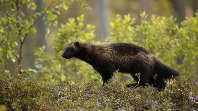 phoca_thumb_l_Jerv_i_grnne_omgivelser_Villmarksliv