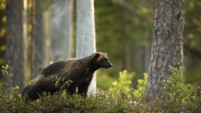 phoca_thumb_l_Jerv_i_milj_Villmarksliv