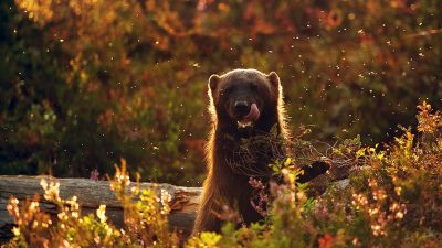 phoca_thumb_l_Jerv_i_myggsverm