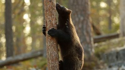 phoca_thumb_l_Jerv_klatrer