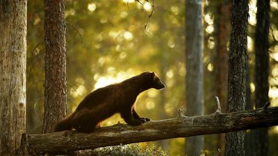 phoca_thumb_l_Jerv_pa_stokk3