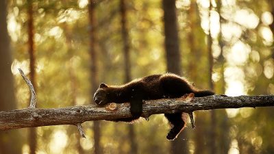 phoca_thumb_l_Jerv_slapper_av_pa_stokk