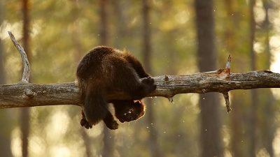 phoca_thumb_l_Jerve_akrobat