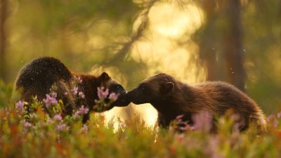 phoca_thumb_l_Jervemte