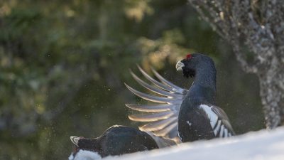 phoca_thumb_l_Knouckout_tiurkamp_02_21_web