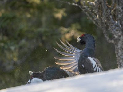 phoca_thumb_l_Knouckout_tiurkamp_02_21_web