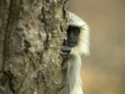 phoca_thumb_l_Langur_tittern_p_hjrnet