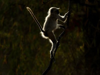 phoca_thumb_l_Lemur_klatring_motlys
