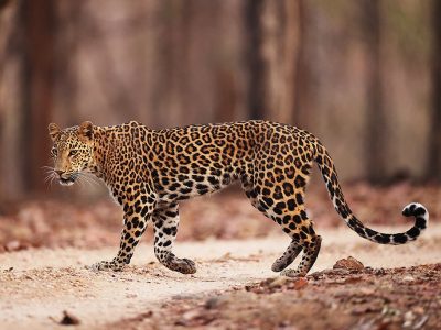 phoca_thumb_l_Leopard_Pench_B7A7830