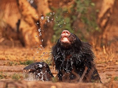 phoca_thumb_l_Leppebjrn_bader_62A6730