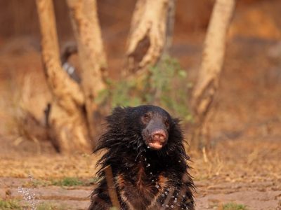 phoca_thumb_l_Leppebjrn_bader_62A6853