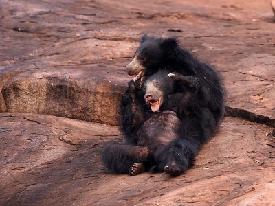 phoca_thumb_l_Leppebjrner_62A6372