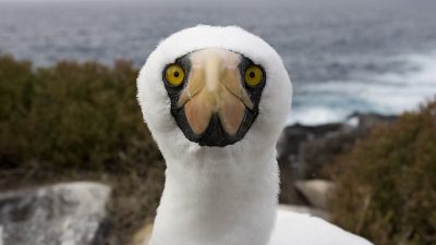 phoca_thumb_l_Maskesule