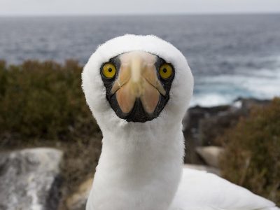 phoca_thumb_l_Maskesule