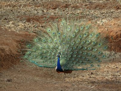 phoca_thumb_l_Pfugldans