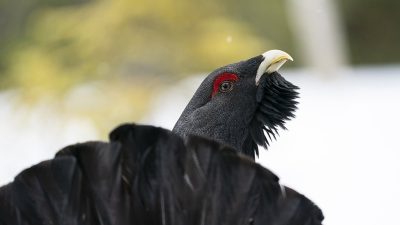 phoca_thumb_l_Portrett_tiur_bakfra_30._april_01_21_web