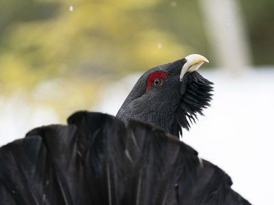 phoca_thumb_l_Portrett_tiur_bakfra_30._april_01_21_web