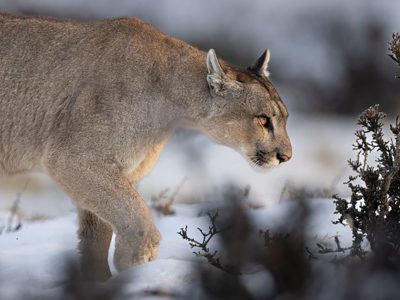 phoca_thumb_l_Puma_vinter_3