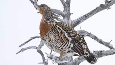 phoca_thumb_l_Røy_gadd_2._mai_01_21_web