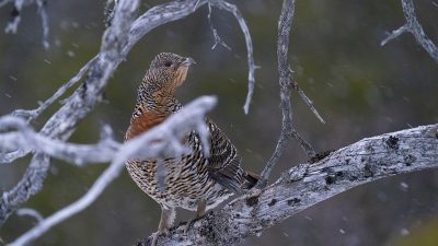 phoca_thumb_l_Røy_i_gadd_snø_Teglsteinbekken_30._april_01_21_web