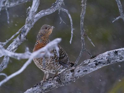 phoca_thumb_l_Røy_i_gadd_snø_Teglsteinbekken_30._april_01_21_web