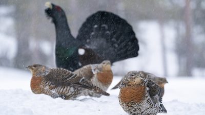 phoca_thumb_l_Røyer_front_spillende_tiur_snødrev_Hesthaugen_11._mai_01_20_web