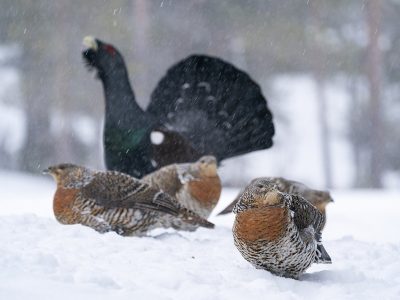phoca_thumb_l_Røyer_front_spillende_tiur_snødrev_Hesthaugen_11._mai_01_20_web
