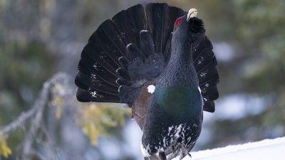 phoca_thumb_l_Sjefen_på_leiken_i_motbakke_1._mai_01_21_web