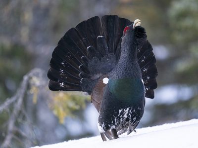 phoca_thumb_l_Sjefen_på_leiken_i_motbakke_1._mai_01_21_web